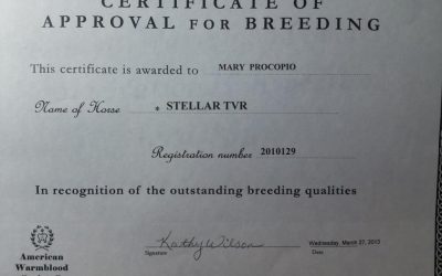 Stellar Now Approved for Breeding Through the American Warmblood Society
