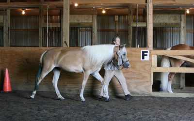 Romantique of Lilac Farms is Classified SILVER