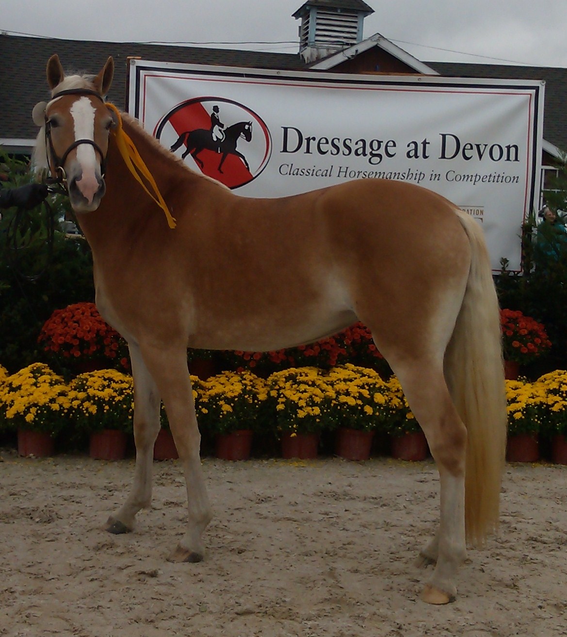 devon1