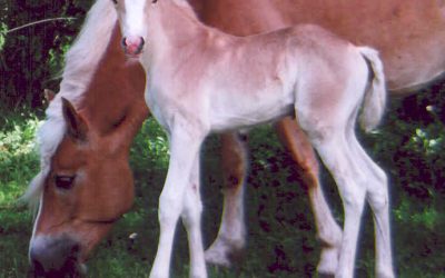 Welcome Rosina – of New Horizons