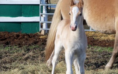 Rikka Has Her First Foal!