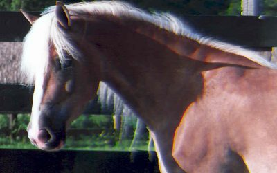 Ricola DTA Joins New Horizons Haflingers