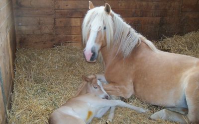 Teake Has Her First Foal!