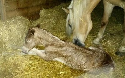 It’s Another Filly!