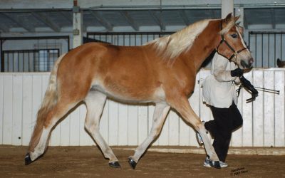 Futurity Winners!