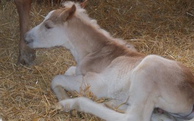 Rosie Has Her First Stud Colt by Arno!