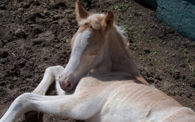 Stellar’s First Foal has Arrived!