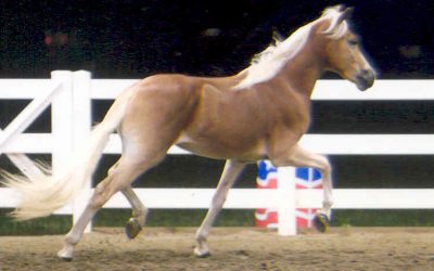 2008 AHR National Show