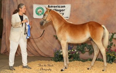 Arturo of New Horizons Wins National Champion Pleasure Weanling!