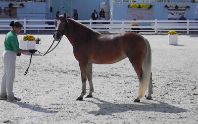 Dressage at Devon Successes