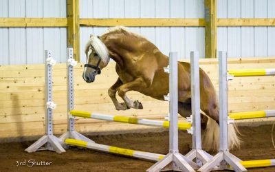 Stellar TVR is First North American Haflinger Approved by Weser-Ems