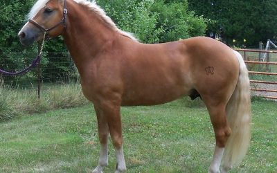 Stellar TVR Wins Bronze Medal at American Warmblood Inspections