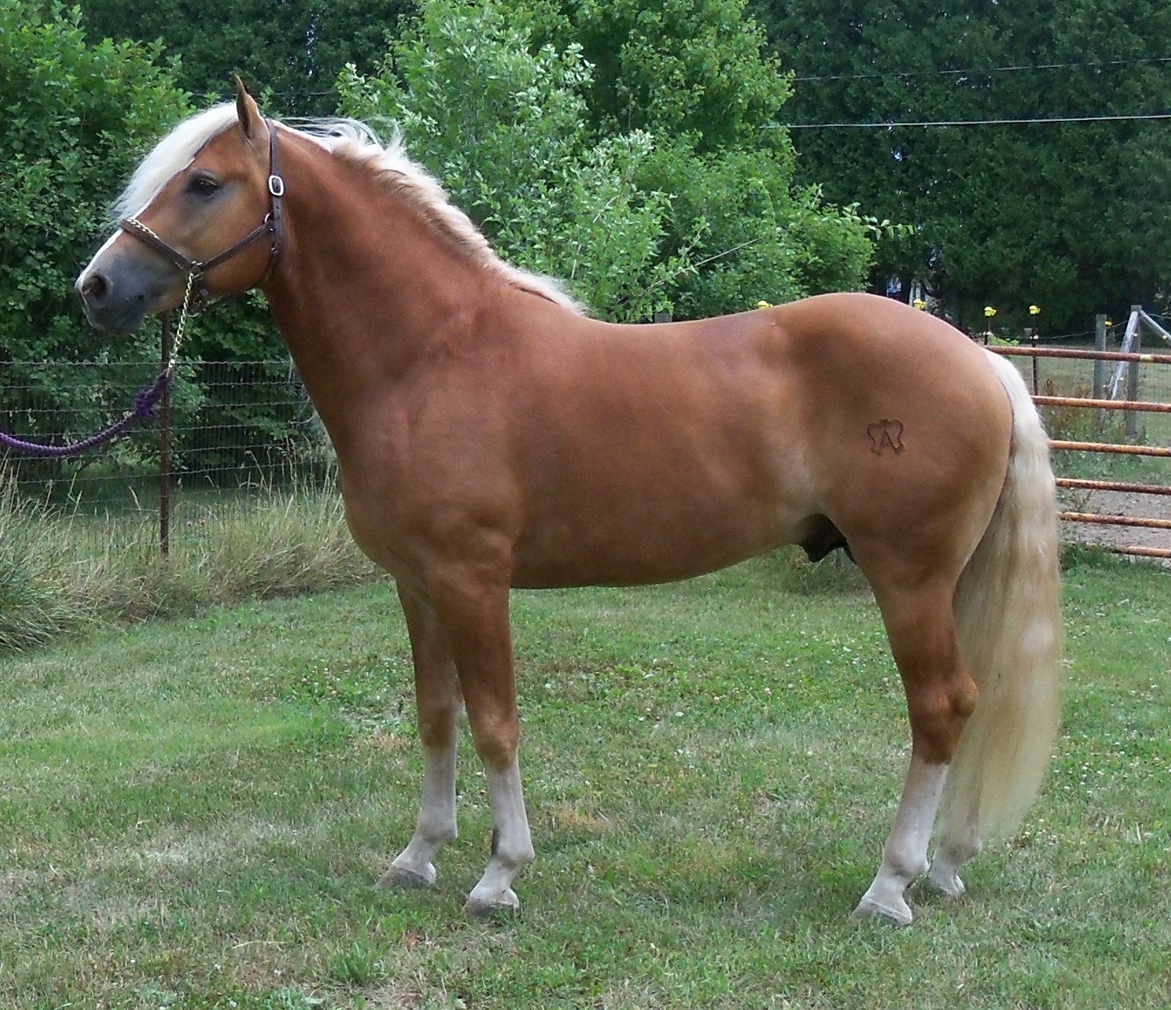 stellarbronze1