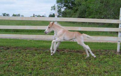 Introducing Stilletto of New Horizons
